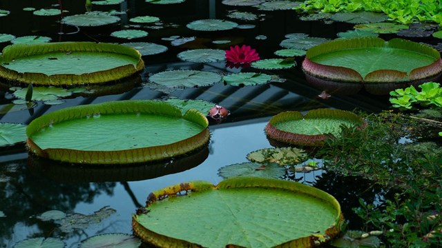 Kenilworth Aquatic Gardens 